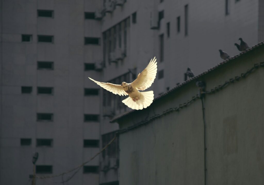 featured image